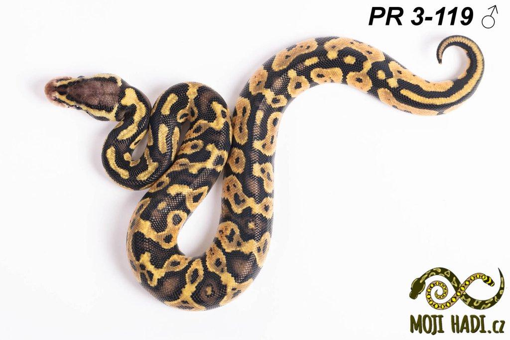 Krajta královská - Python regius