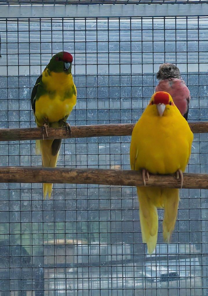 Kakariki rudočelý pár