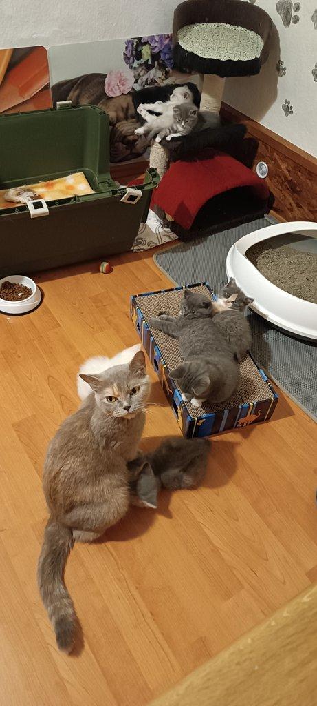 Britská koťata bez PP