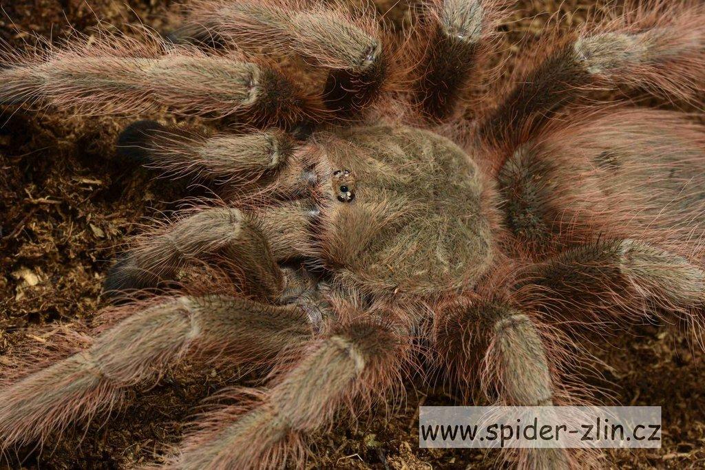Samice P. victori, D.pentaloris, A. rufus, B. simoroxigorum a mnoho dalších zajimavých sklípkanů