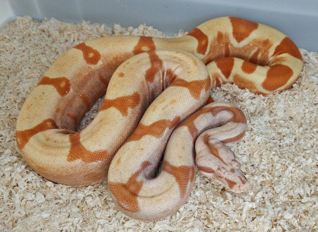 Boa imperator - Purple Sharp Sunglow Aztec, Sharp Sunglow