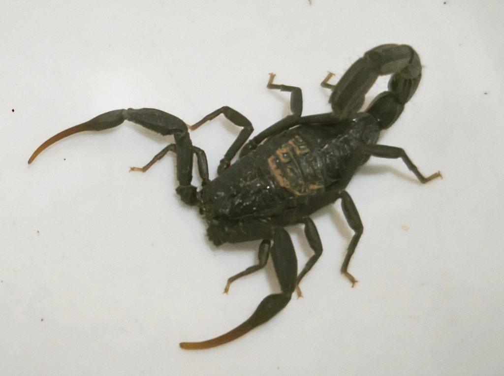 Štíři Maroko