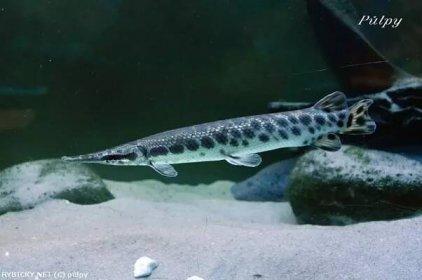 kopim jakekoliv kostliny