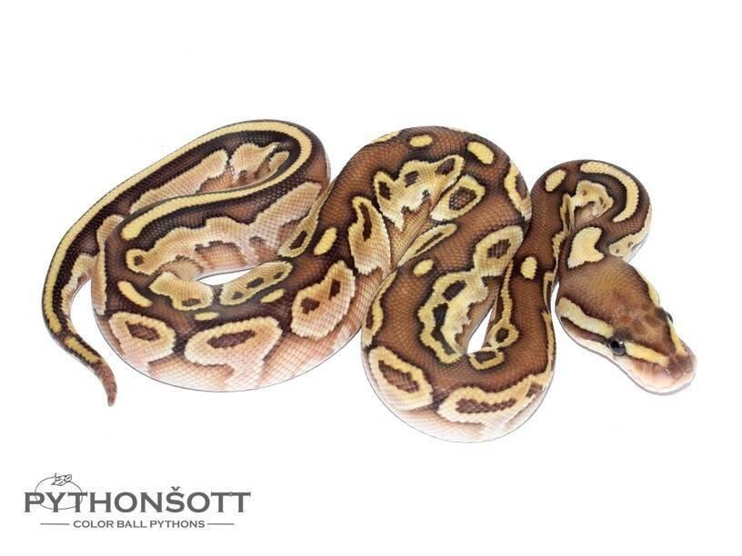 MLÁĎATA KRAJTY KRÁLOVSKÉ (Python regius)