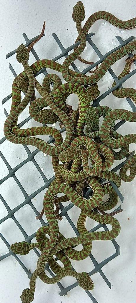 Trimeresurus venustus