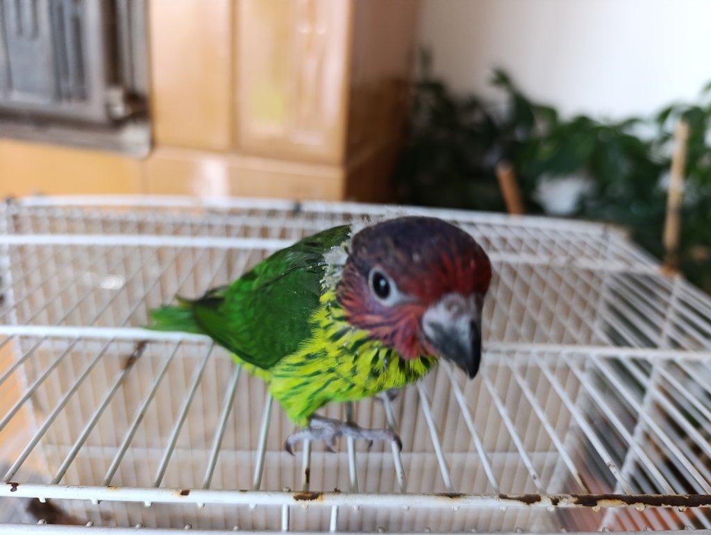 Lori fialovolící samec 2025 prodám nebo vyměním