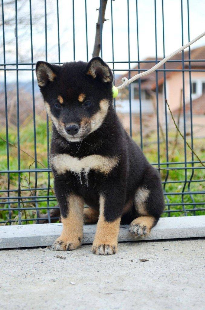 Shiba Inu Štěňata