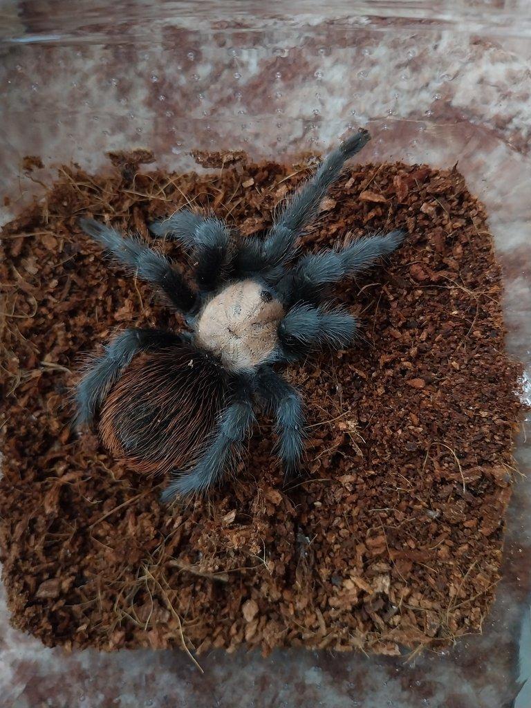 0,1 Brachypelma albiceps