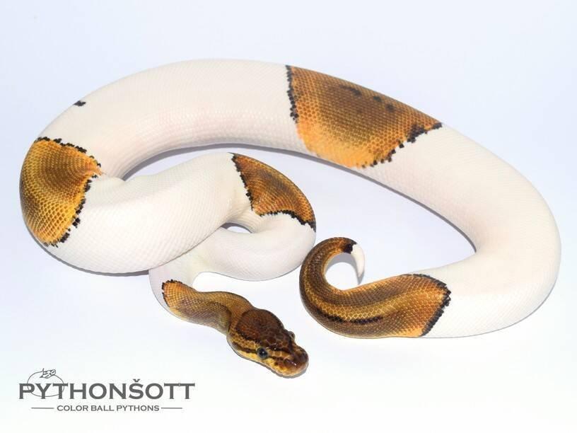 MLÁĎATA KRAJTY KRÁLOVSKÉ (Python regius)