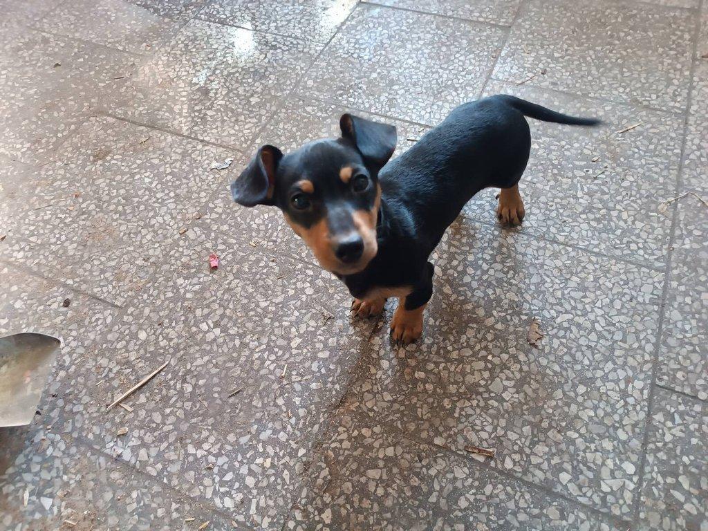 Jezevčík krátkosrstý trpasličí