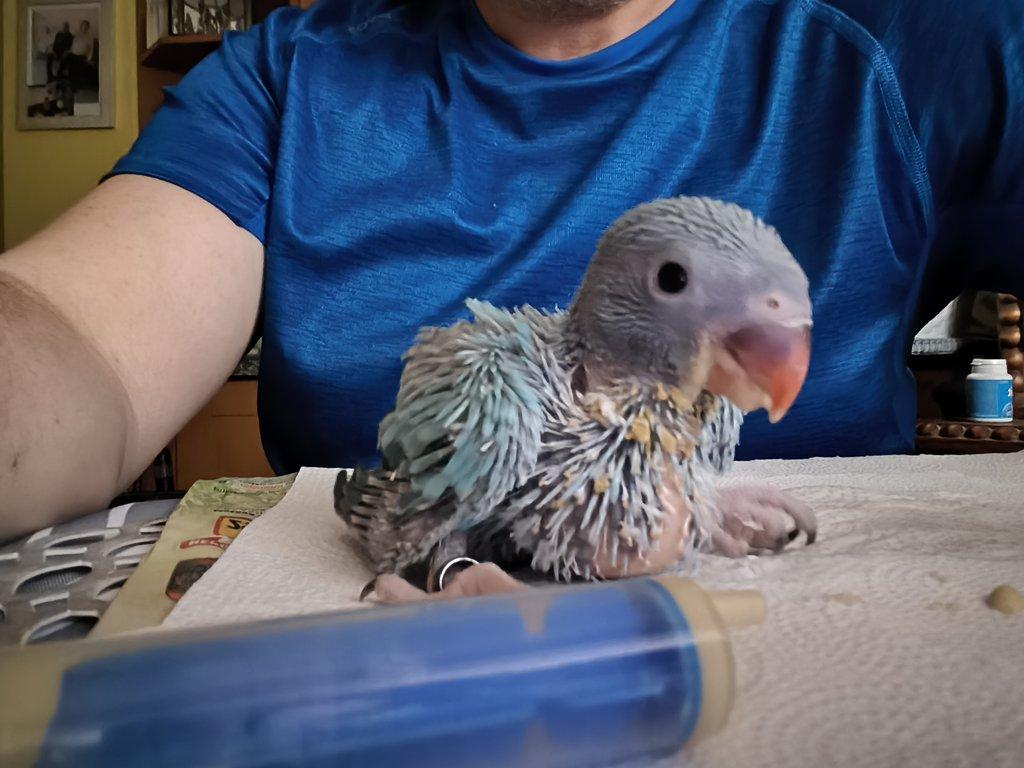 Alexandr malý - modrý opalín