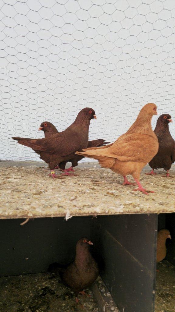 Prodám Benešovský holub červený.