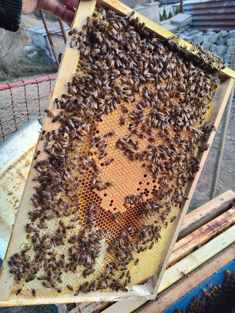 Prodej vyzimovaných včelstev Buckfast