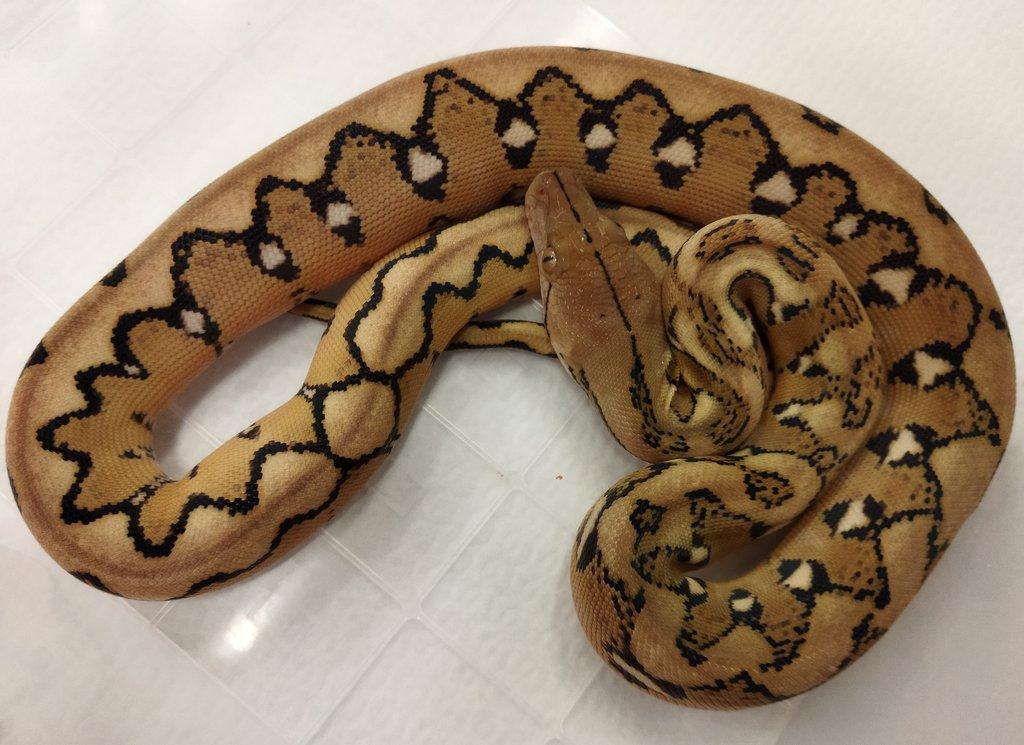 Malayopython reticulatus CB 2025
