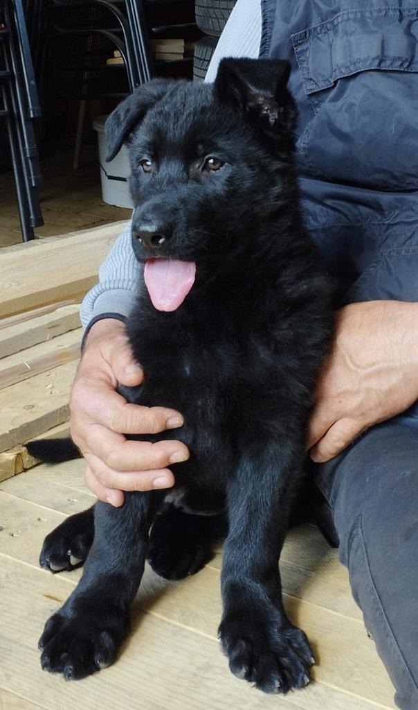 Štěně německého ovčáka s PP