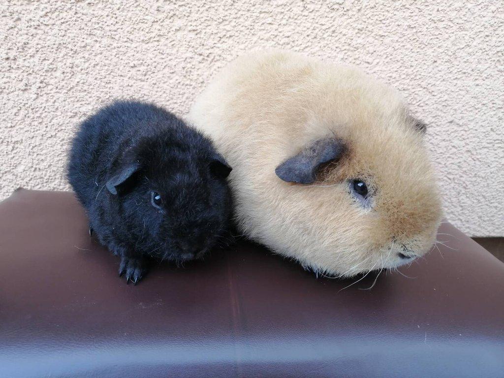 Samečci US Teddy