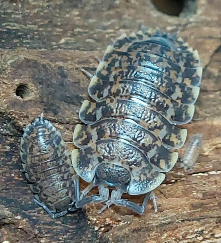 ISOPODA - Hobby druhy - aktualizovaný seznam