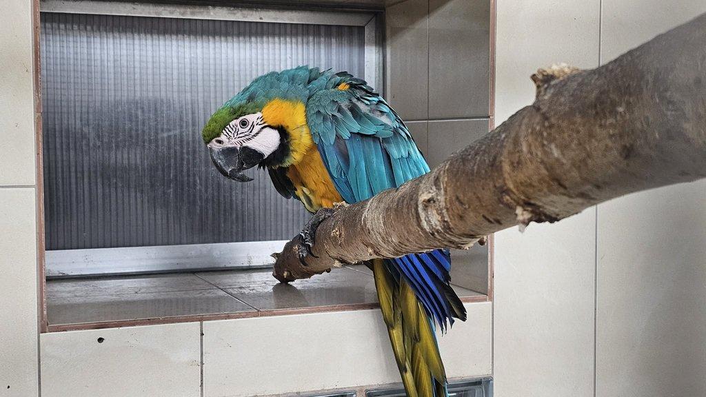 Ara ararauna 1,0 (2024) pod rodiči