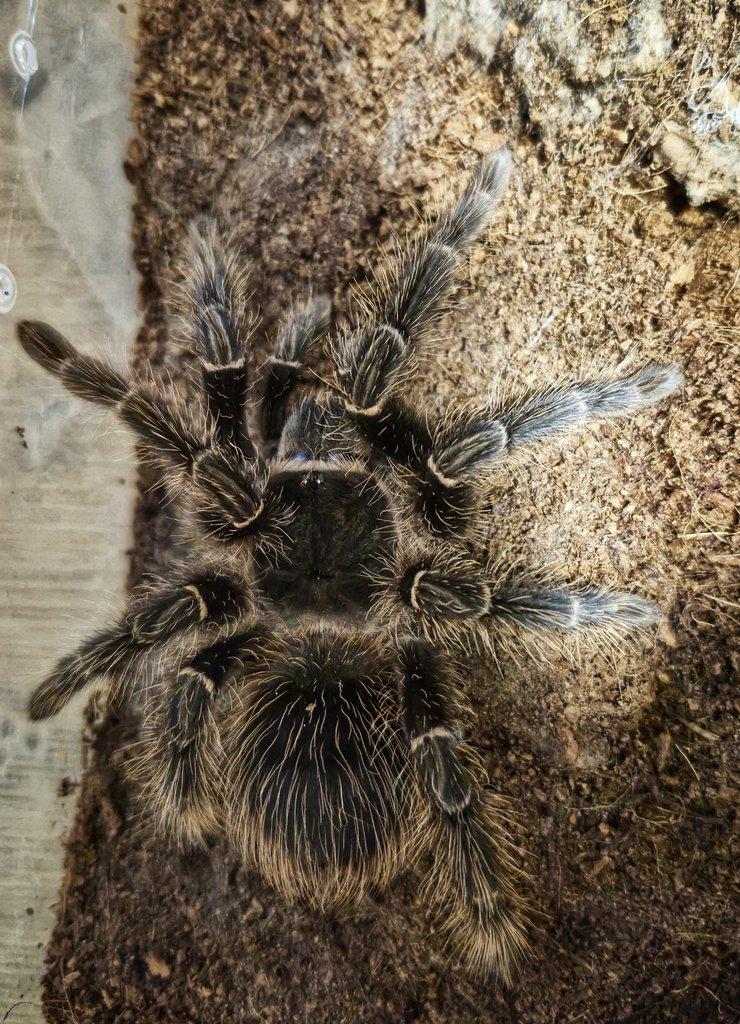 Lasiodora parahybana