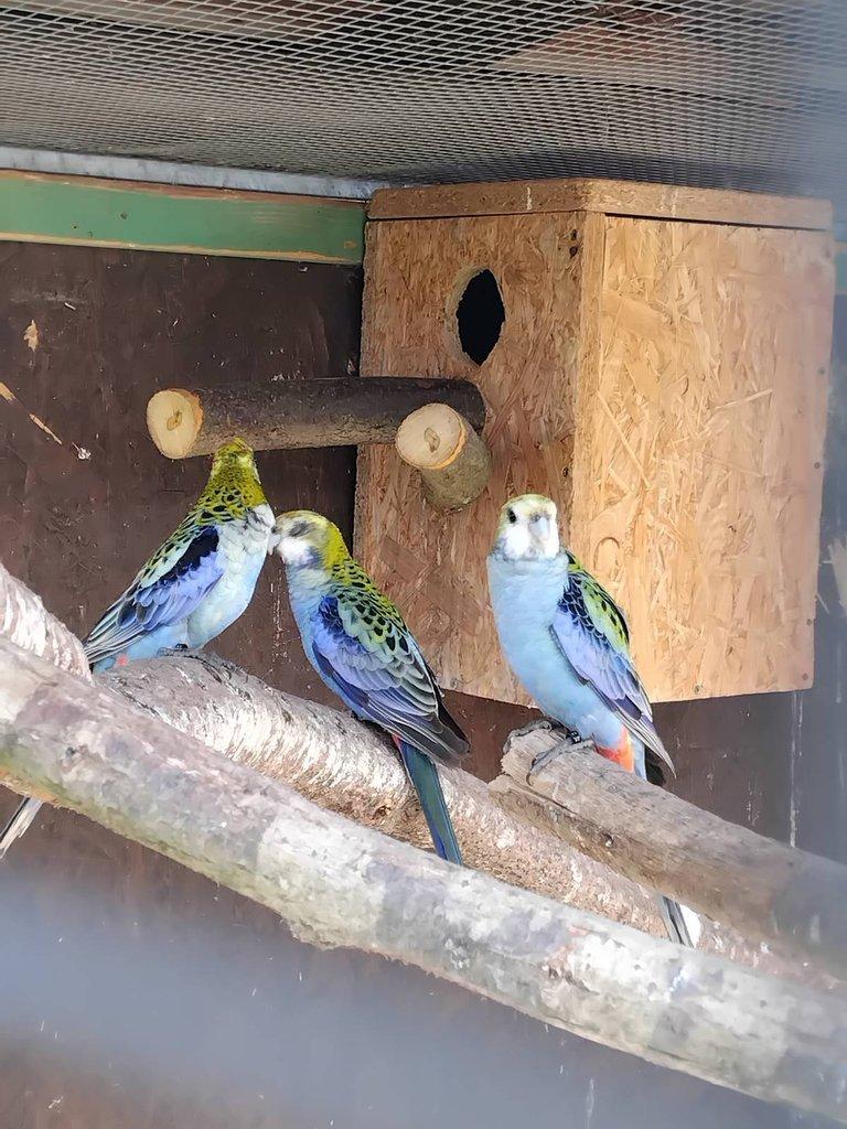 Rosela žlutohlavá po strakách