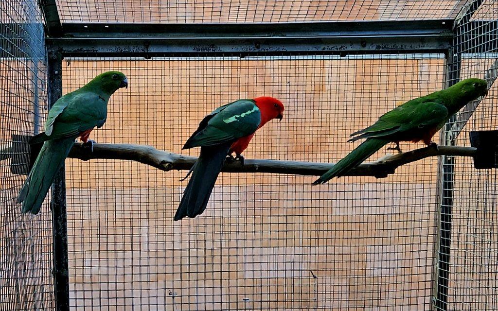 Papoušek královský