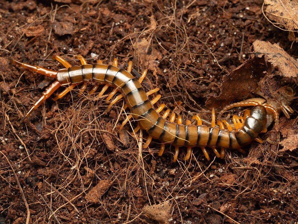 4 druhy Scolopender