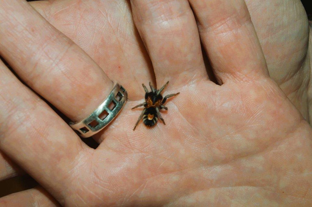 Cyriocosmus elegans L8/L9 (neurčené)