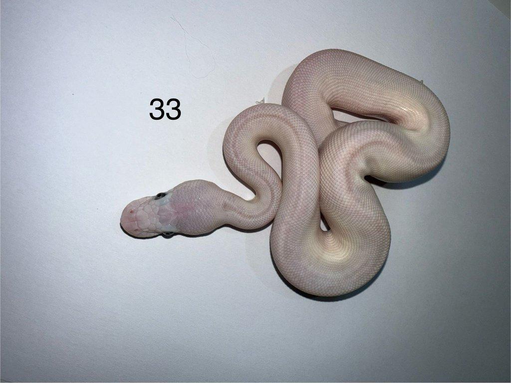 Krajta královská/ Python regius