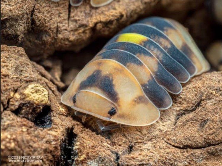 Cubaris sp. "Amber firefly holy light"