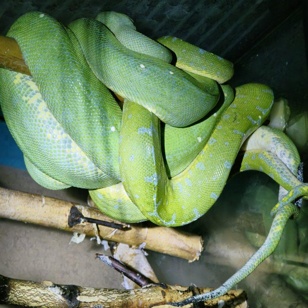 Morelia azurea pulcher (viridis)