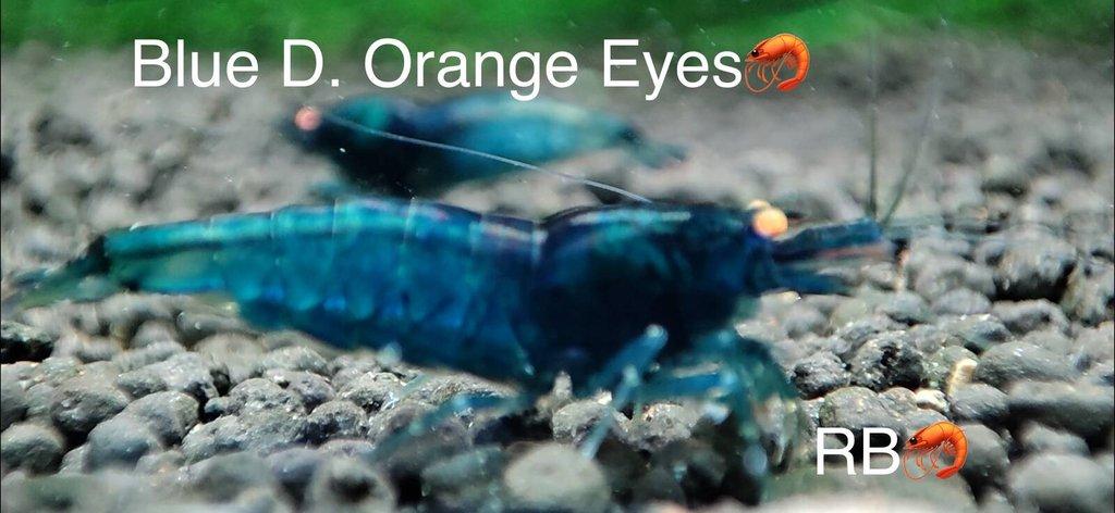 TOP PREMIUM AKVA KREVETKY Caridina a Neocaridina - Odchovy