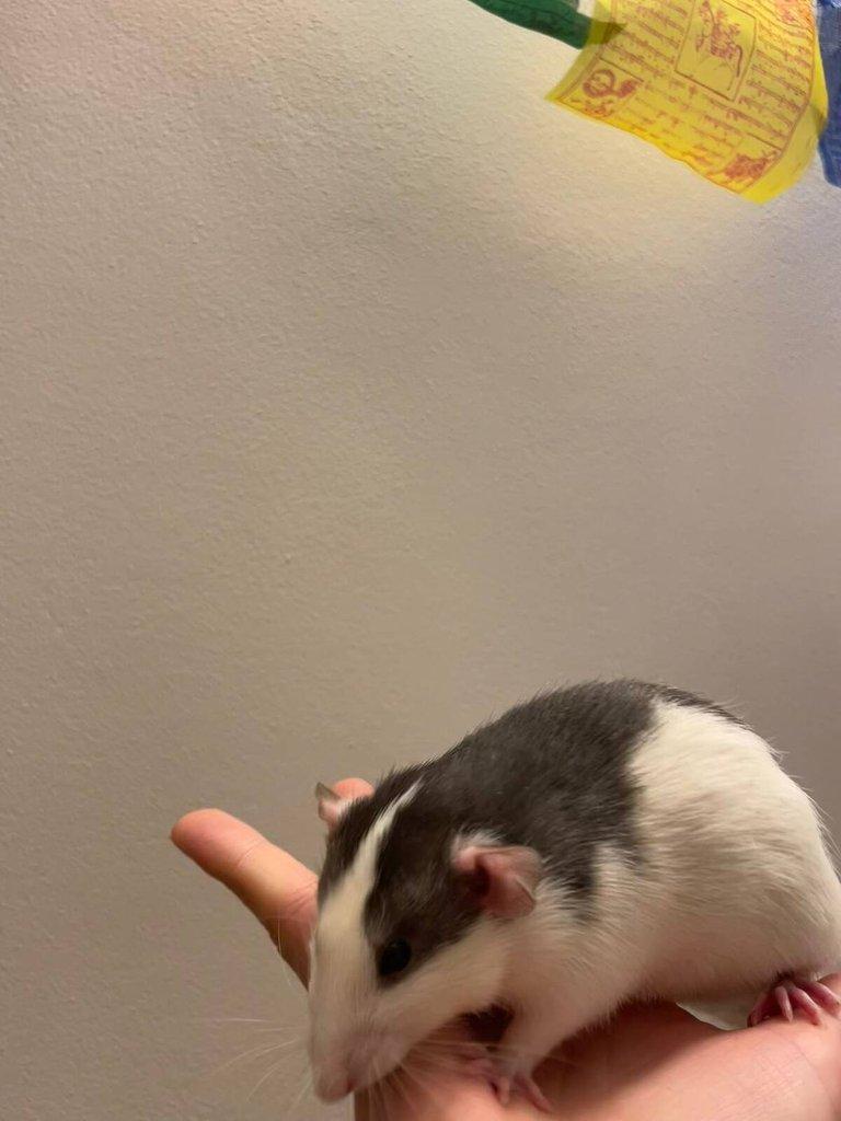 Daruji potkany ( 2 samce, 2 samice) (Husky x Dumbo)