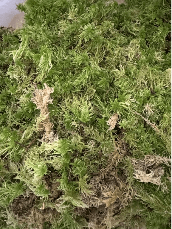 Rašeliník živý TOP kvalita 30cm-30cm