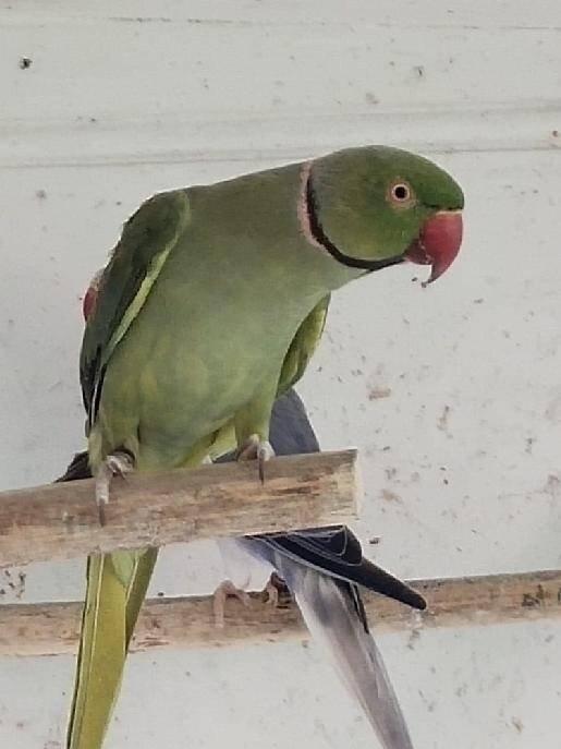 Alexandr malý mutace