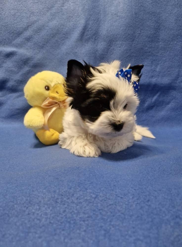 Jorkšírský terirér-jorkšír