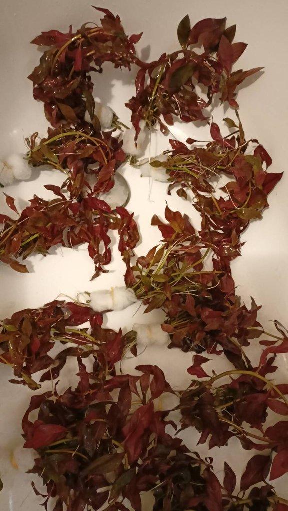 Prodám Ludwigia repens 'Rubin