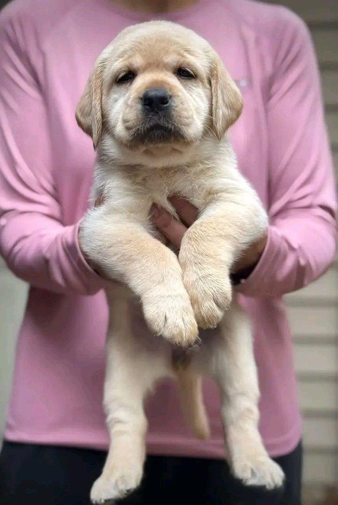 Roztomilý labradorský retrívr