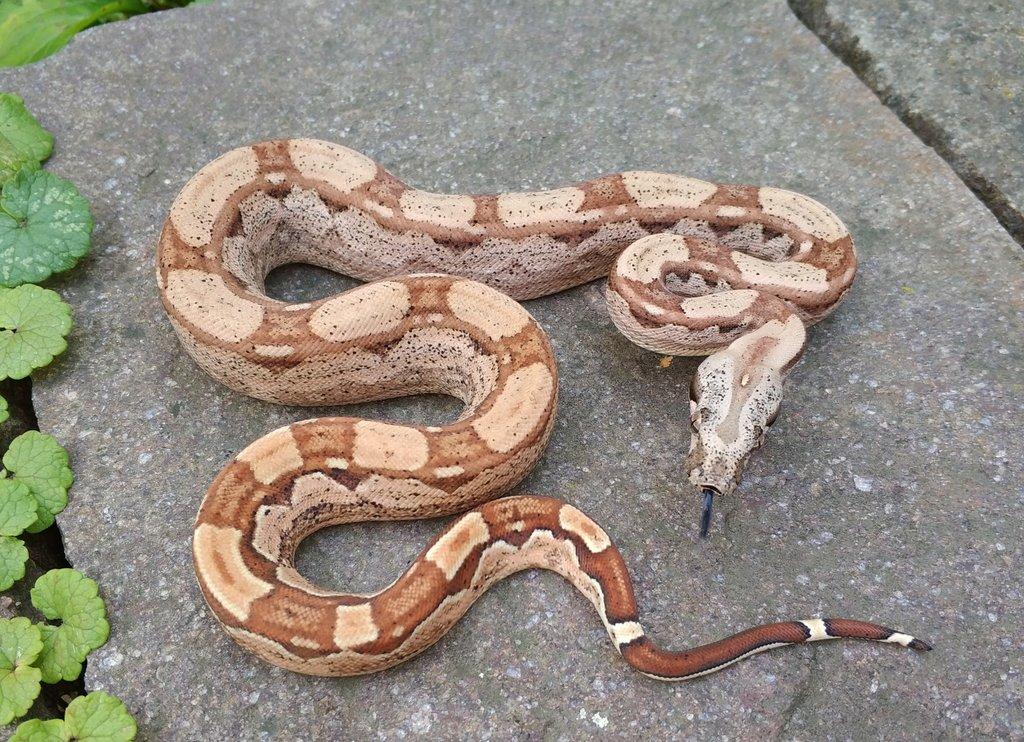 Boa imperator - Hypo Arabesque Keltic het Sharp Albino