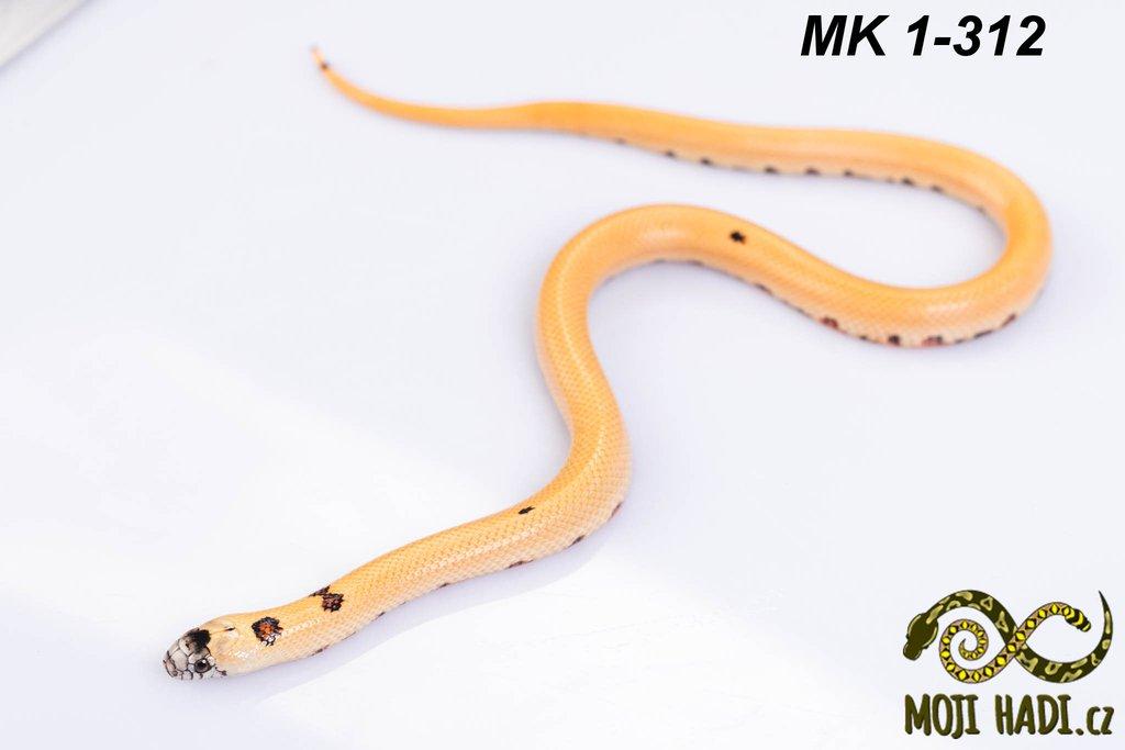 Lampropeltis MAGMAKING