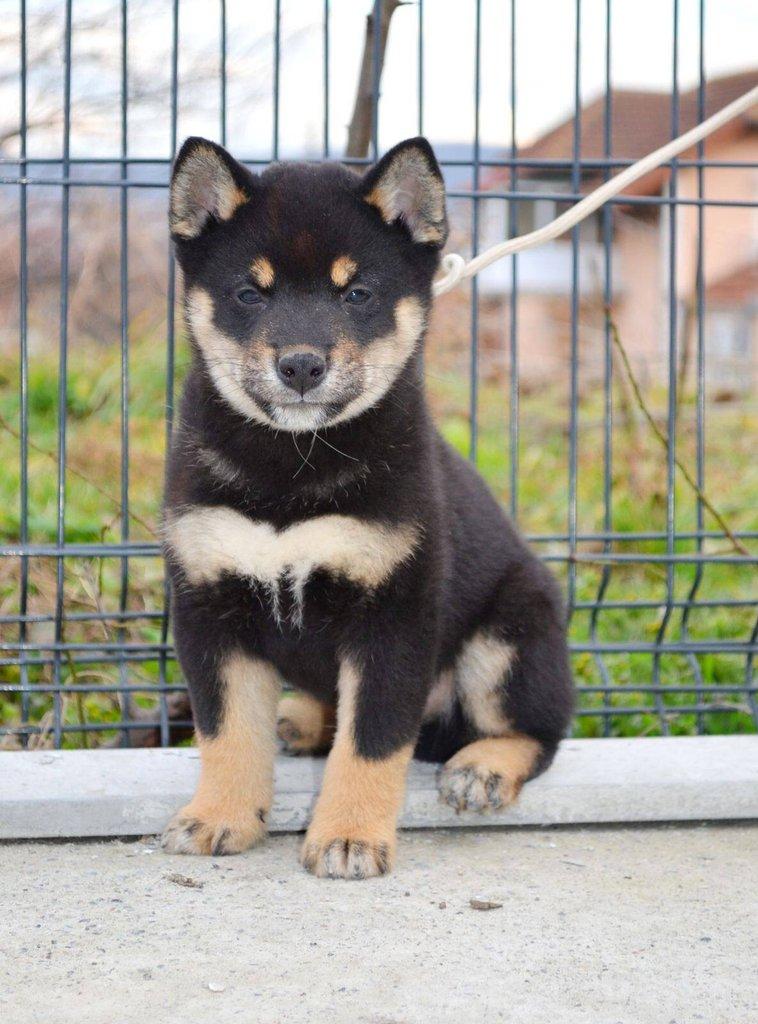 Shiba Inu Štěňata