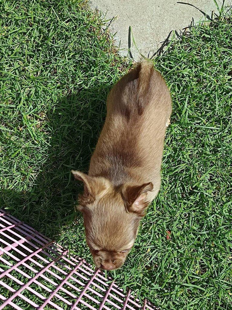 čivava dlouhosrstá s PP fenka ihned k odběru