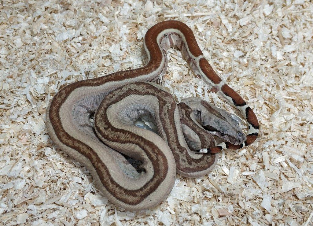 Boa imperator - Normal a Hypo 66% het Sterling VPI
