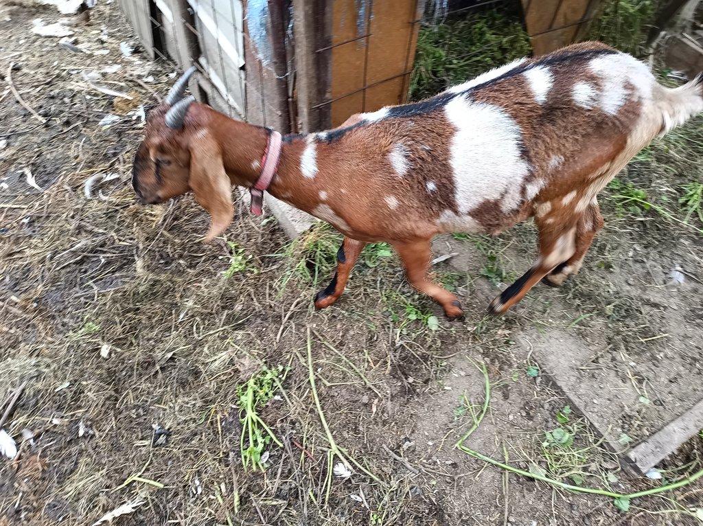 Anglonubijská koza hnědá , stáří 2 r.