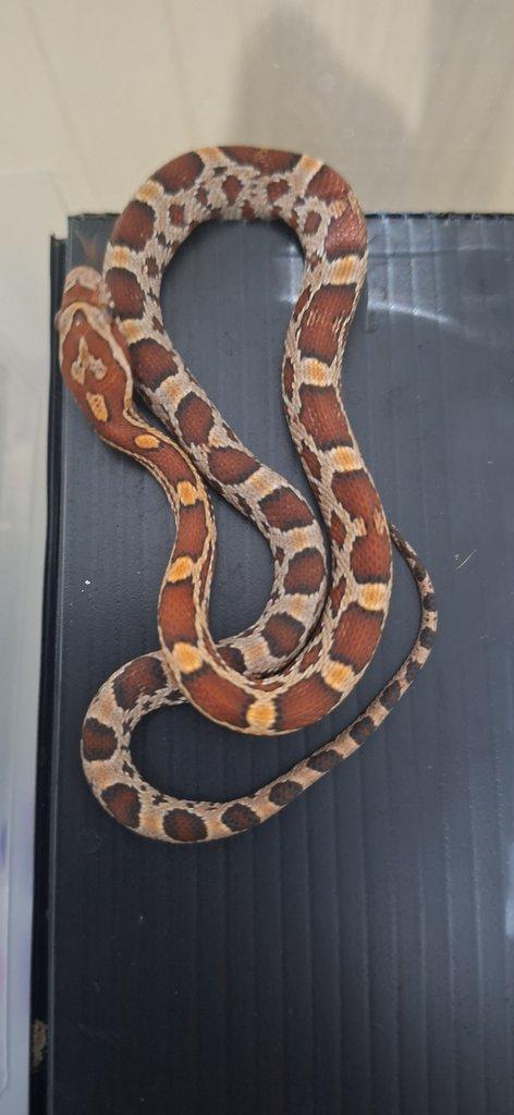 Ponúkam nasledovne druhy....