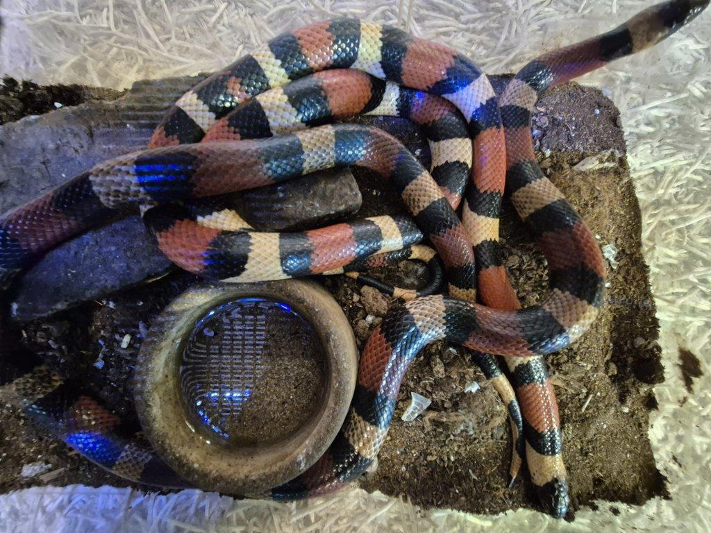 Korálovky L.t.campbelli