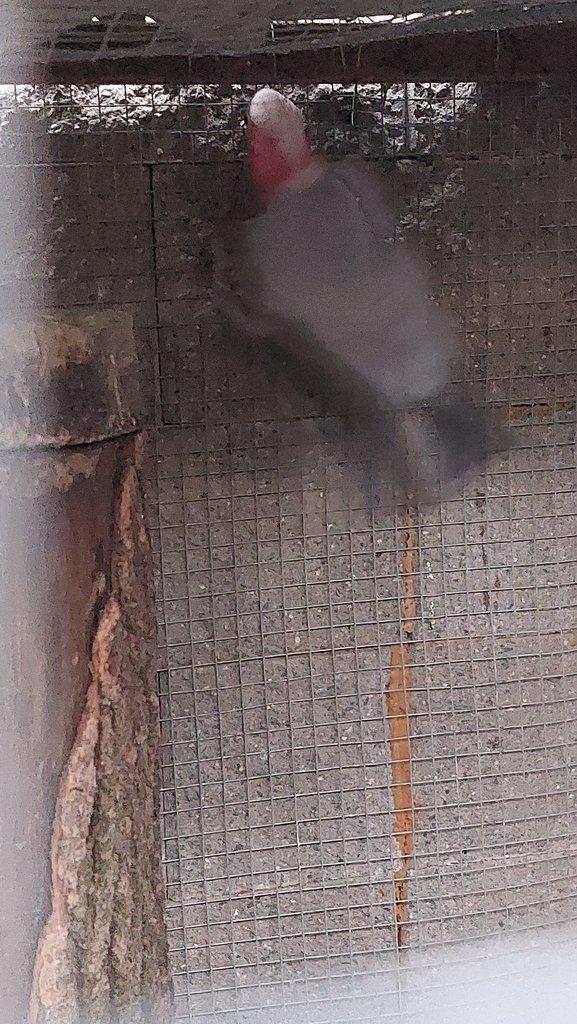 prodám pár kakadu růžový