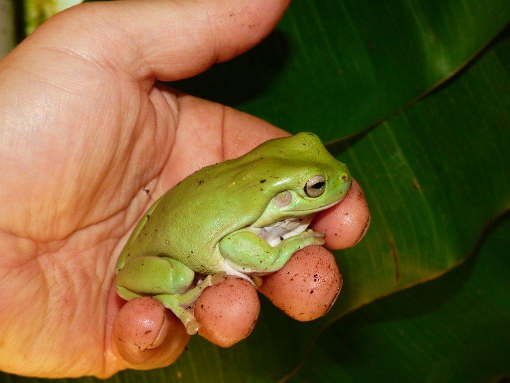 Rosnice siná (Litoria caerulea)