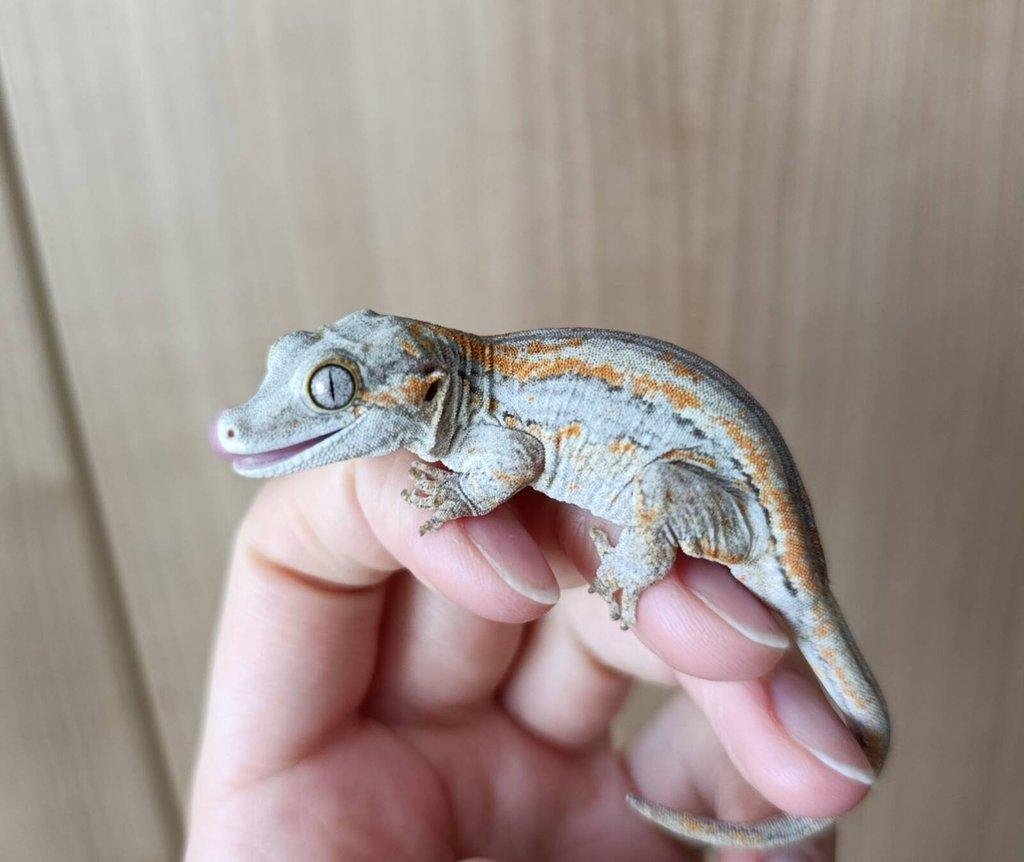 Rhacodactylus auriculatus (Pagekon hrbolkohlavý) 1,0