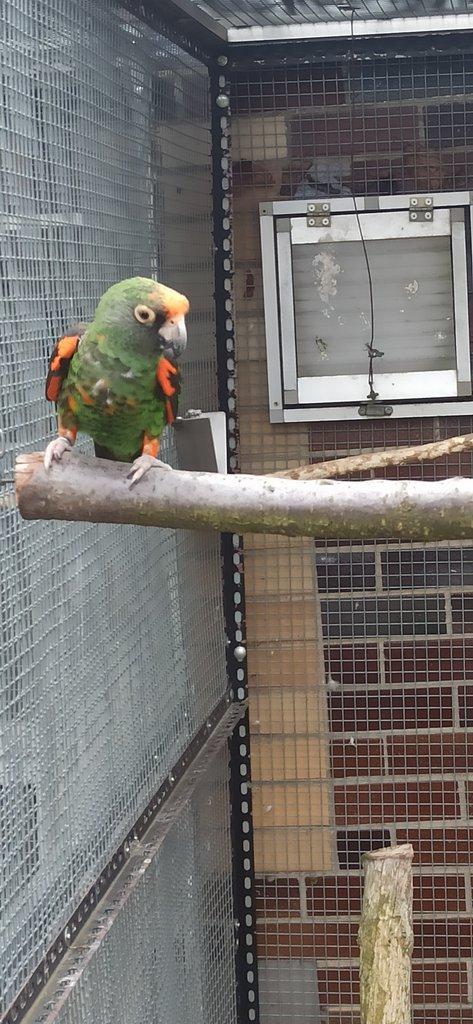 Vyměním Papoušek konžský gul. gul.