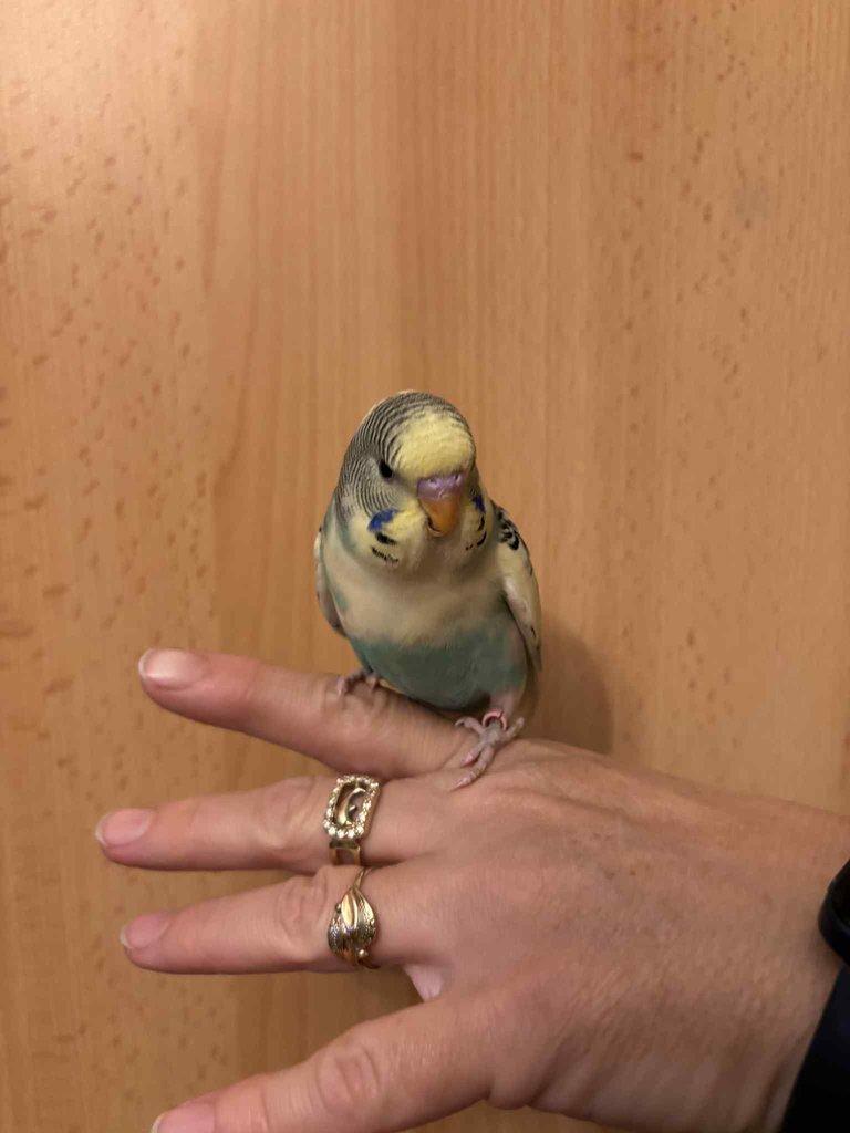 Prodám mladé andulky po vylétnutí z budky